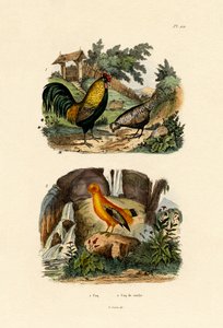 Gallina Doméstica de French School